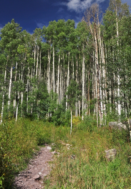 aspen trees grace much of the Maroon Valley
